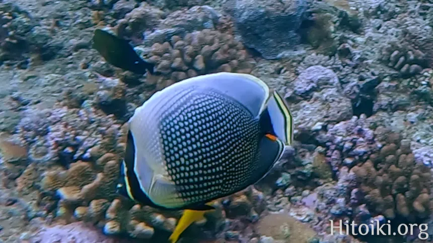 ハクテンカタギ