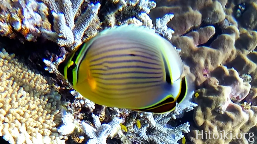 ミスジチョウチョウウオ