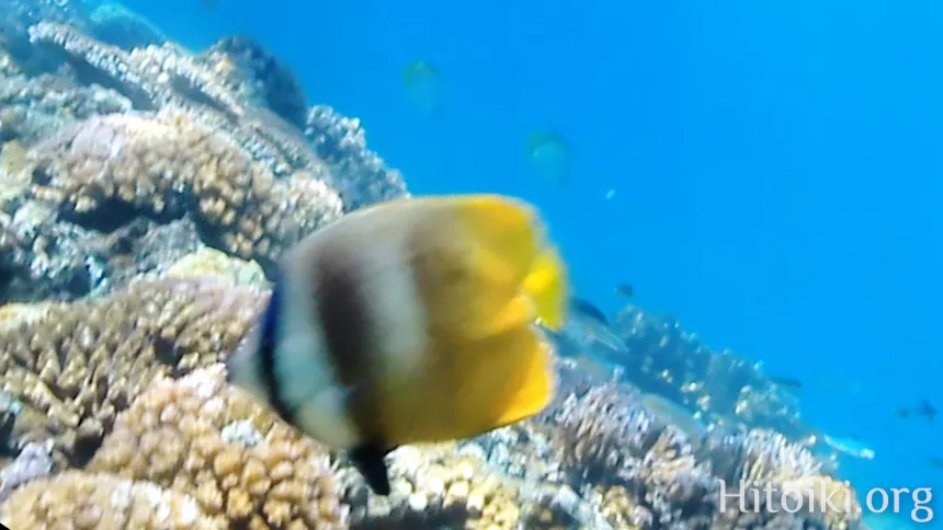 ミゾレチョウチョウウオ