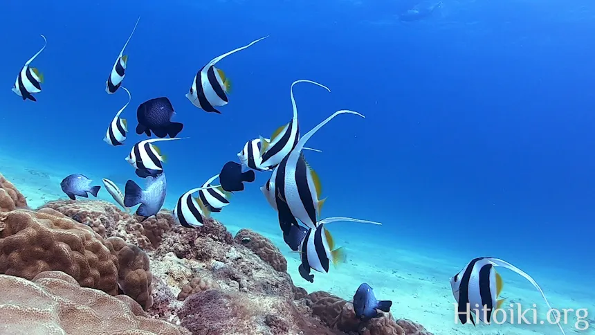 ムレハタタテダイ
