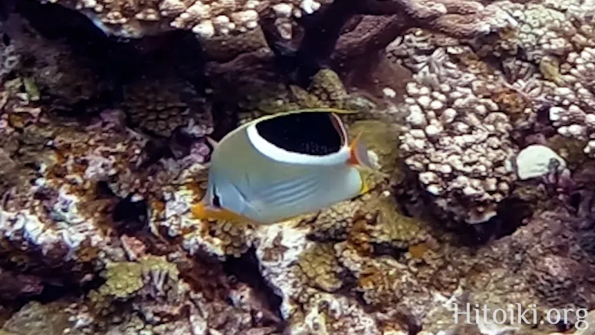 セグロチョウチョウウオ