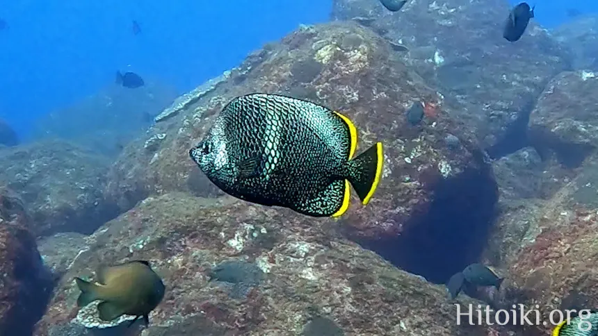 ユウゼン
