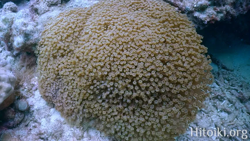 ハナガササンゴ