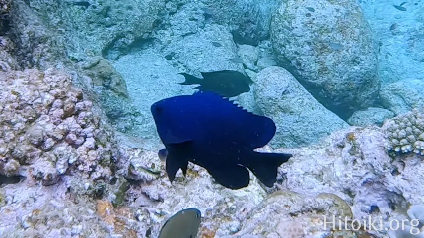クロスズメダイ