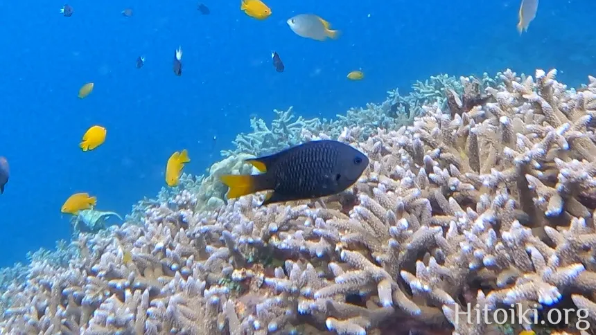 フィリピンスズメダイ