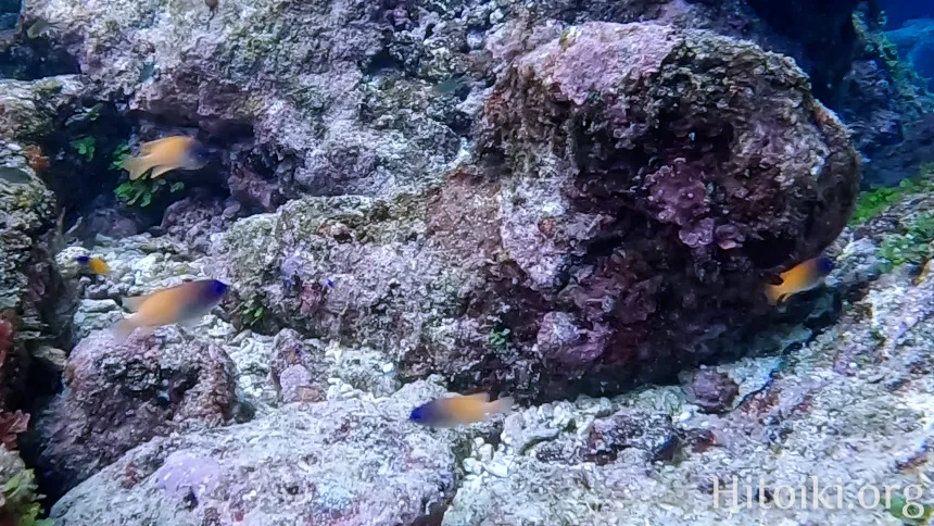 レモンスズメダイ