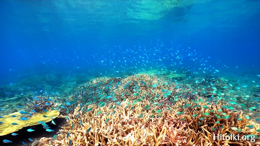 Okinawa Snorkeling Spot
