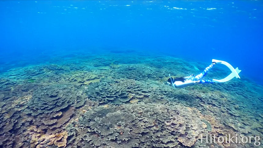 八丈島底土海水浴場のサンゴ