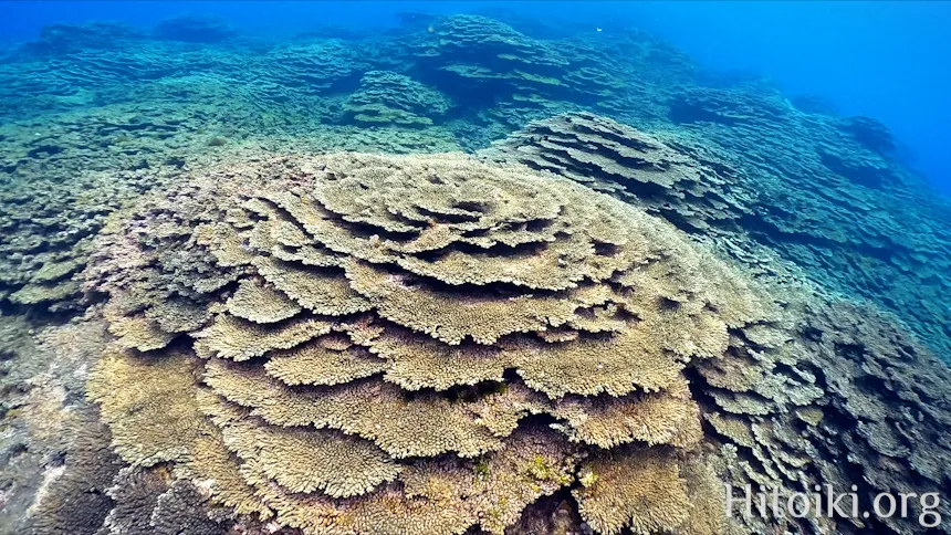 八丈島底土海水浴場のサンゴ