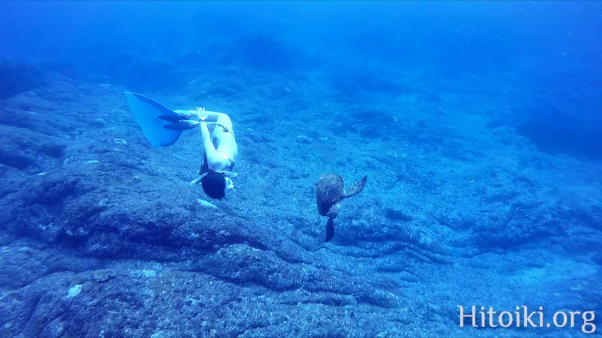 八丈島のウミガメ