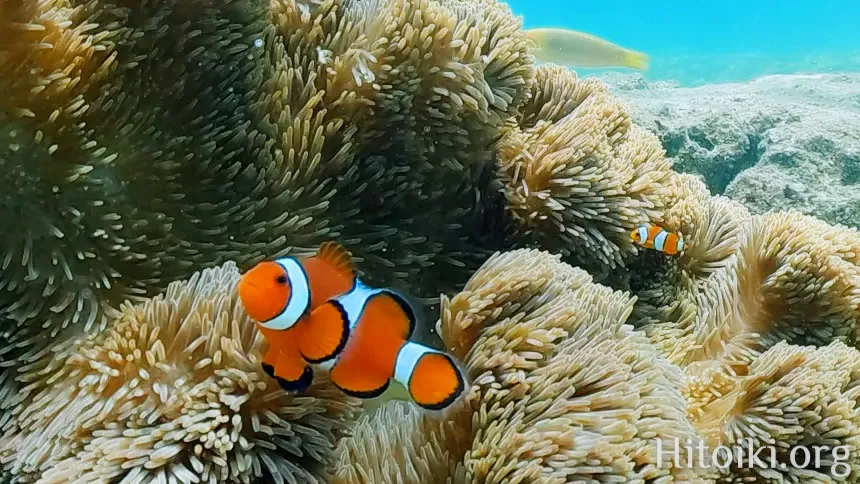 古宇利島トケイ浜ティーヌ浜ハートロック