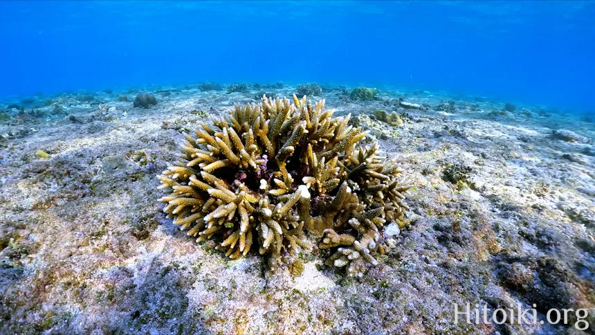 シュノーケリングができるキャンプ場「アダンビーチ」