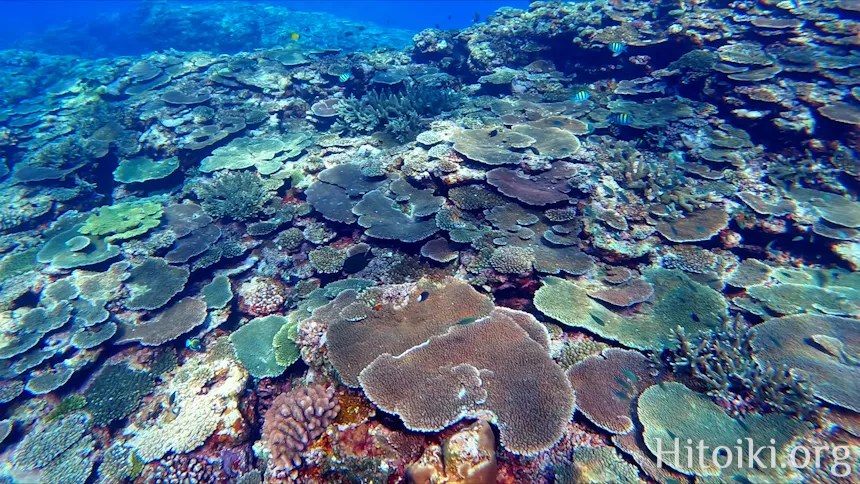 シュノーケリングができるキャンプ場「アダンビーチ」