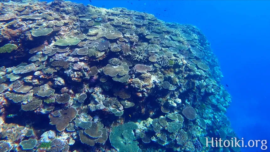 シュノーケリングができるキャンプ場「アダンビーチ」