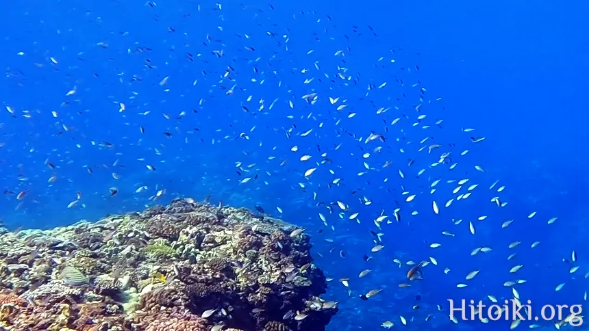 シュノーケリングができるキャンプ場「アダンビーチ」