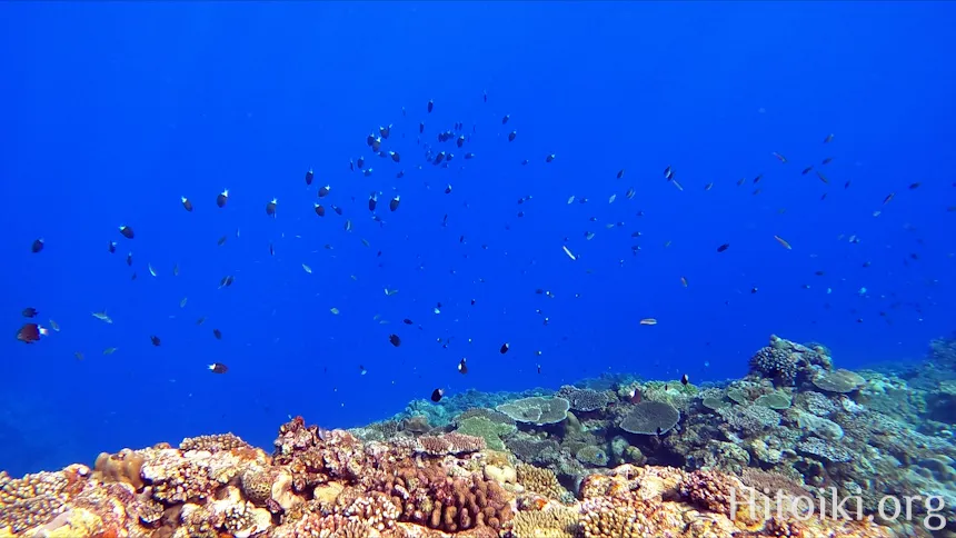 シュノーケリングができるキャンプ場「アダンビーチ」