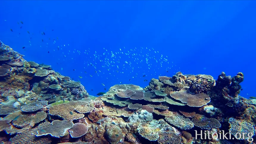 シュノーケリングができるキャンプ場「アダンビーチ」