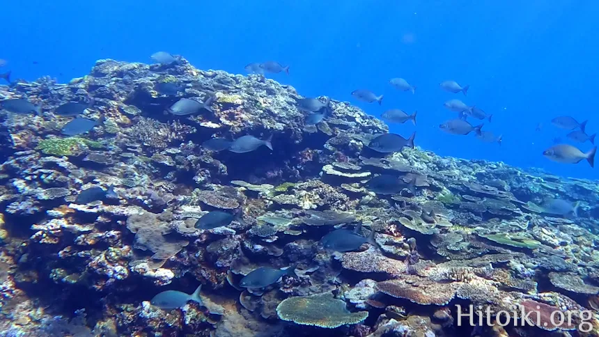 シュノーケリングができるキャンプ場「アダンビーチ」