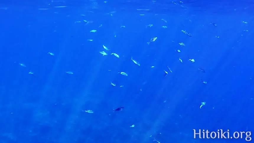 シュノーケリングができるキャンプ場「アダンビーチ」