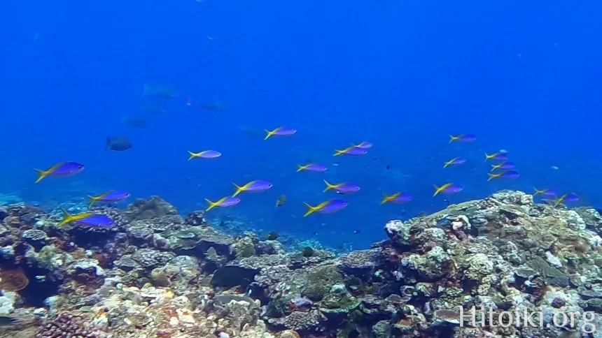 シュノーケリングができるキャンプ場「アダンビーチ」