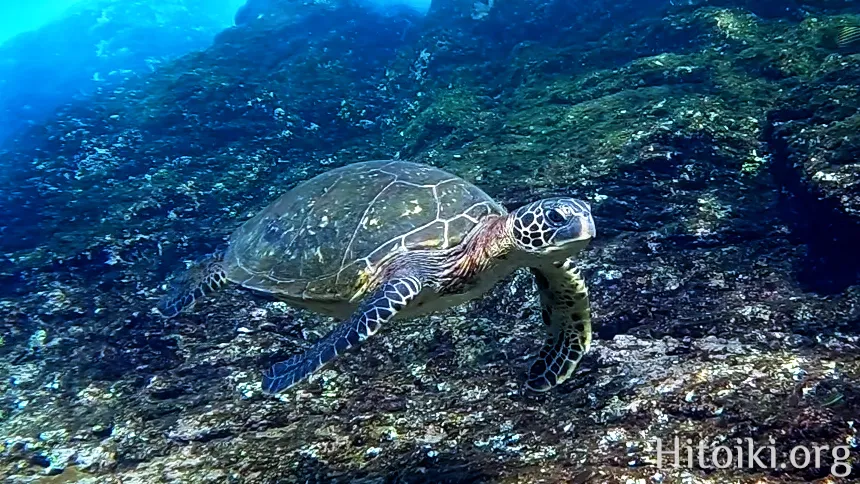 シュノーケリングができるキャンプ場「アダンビーチ」