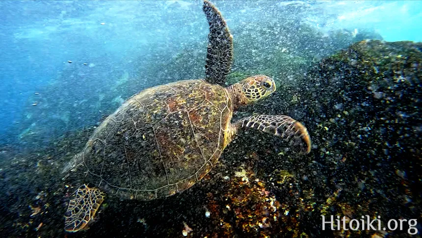 シュノーケリングができるキャンプ場「アダンビーチ」
