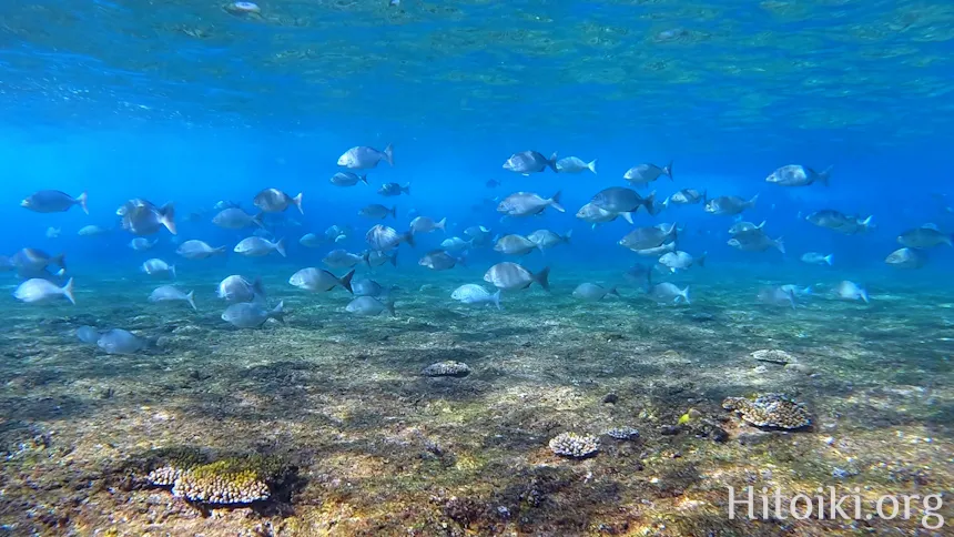 シュノーケリングができるキャンプ場「アダンビーチ」