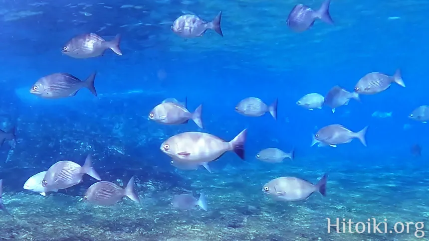 シュノーケリングができるキャンプ場「アダンビーチ」