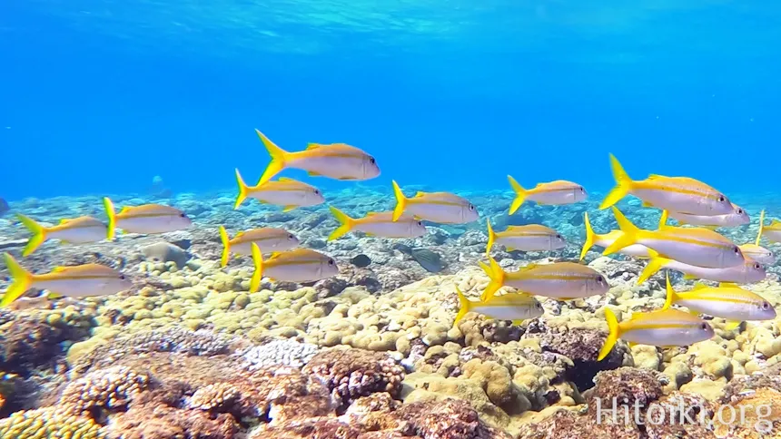 シュノーケリングができるキャンプ場「アダンビーチ」