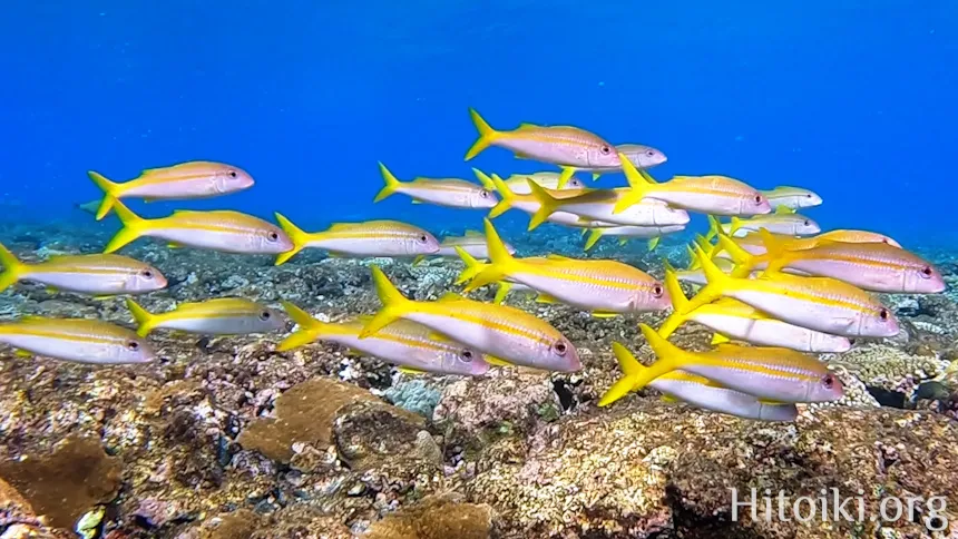 シュノーケリングができるキャンプ場「アダンビーチ」