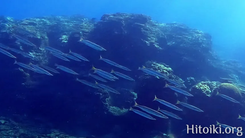 シュノーケリングができるキャンプ場「アダンビーチ」