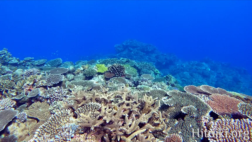 シュノーケリングができるキャンプ場「アダンビーチ」
