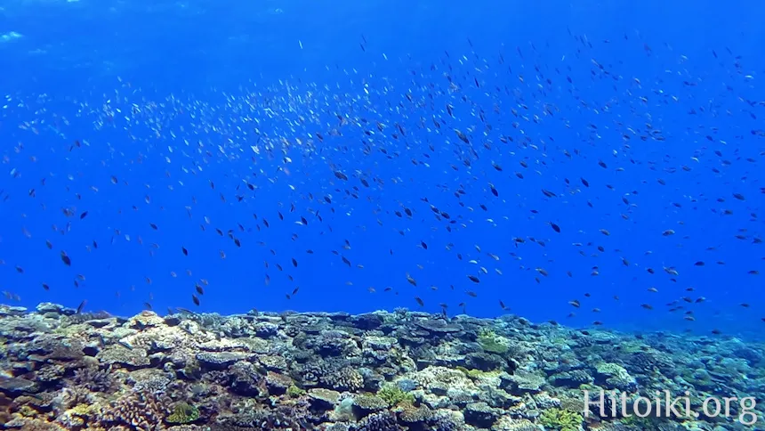 シュノーケリングができるキャンプ場「アダンビーチ」
