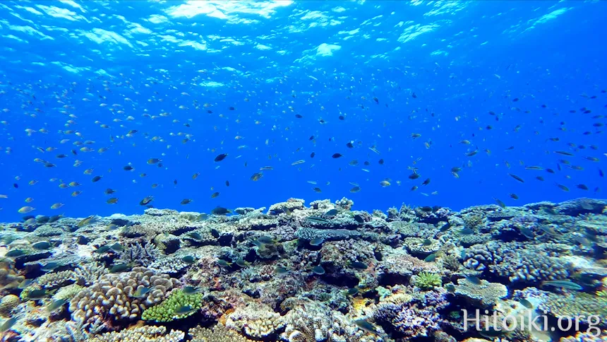 シュノーケリングができるキャンプ場「アダンビーチ」