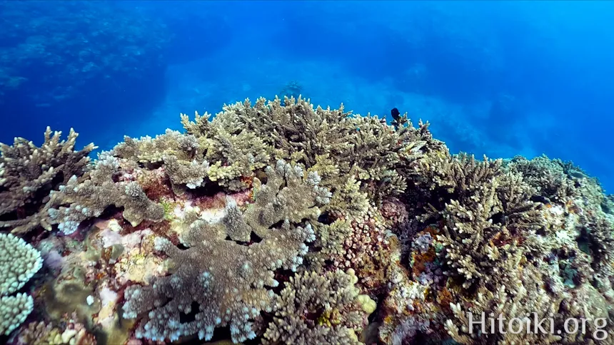 シュノーケリングができるキャンプ場「アダンビーチ」