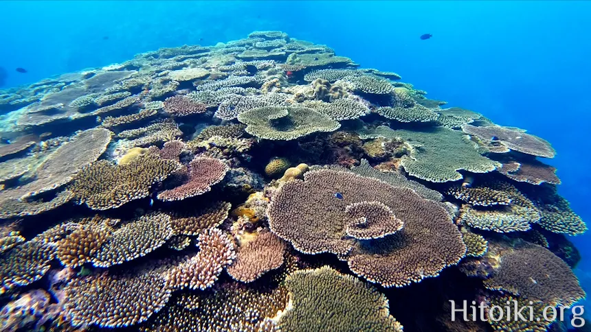 シュノーケリングができるキャンプ場「アダンビーチ」