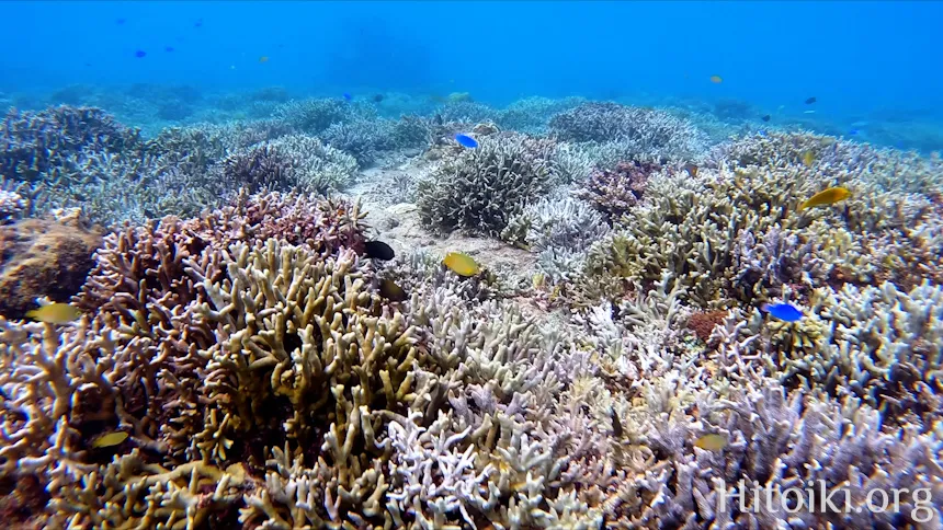 シュノーケリングができるキャンプ場「アダンビーチ」