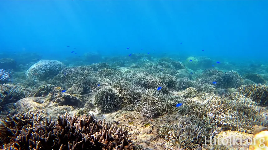 シュノーケリングができるキャンプ場「アダンビーチ」