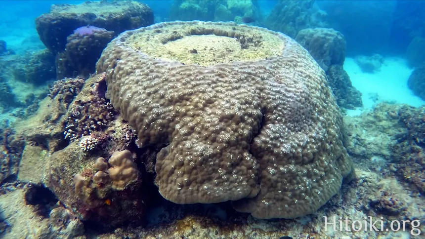 シュノーケリングができるキャンプ場「アダンビーチ」