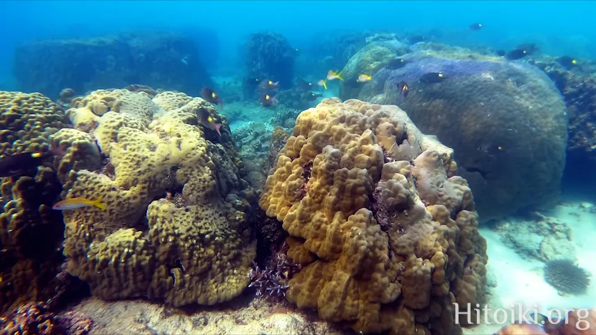 シュノーケリングができるキャンプ場「アダンビーチ」