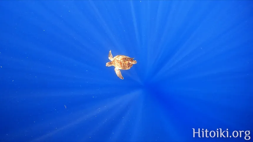 アポガマのウミガメ