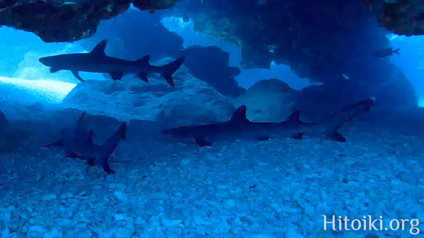 アポガマのサメ