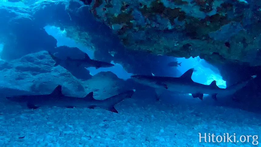 アポガマのサメ