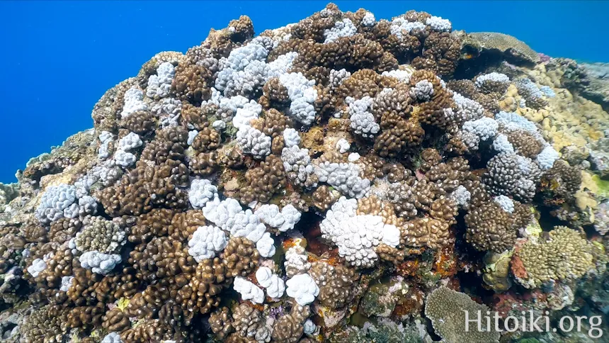 荒崎海岸