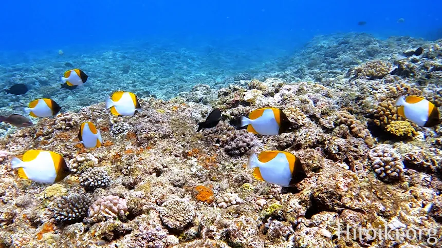 荒崎海岸