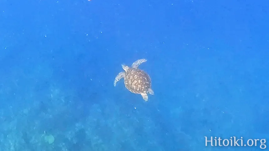 備瀬崎海岸のアオウミガメ