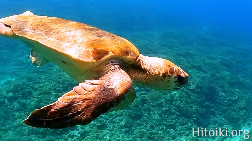 備瀬崎海岸のアカウミガメ