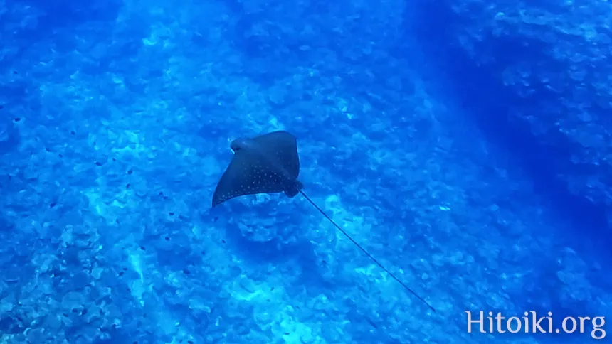 備瀬崎海岸のマダラトビエイ