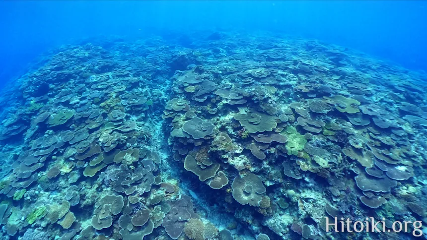 備瀬崎海岸