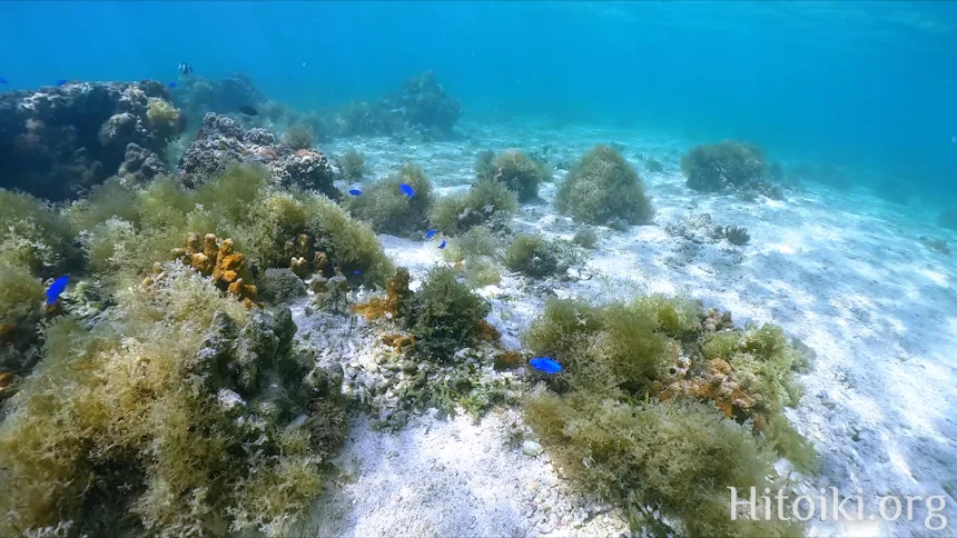 備瀬崎海岸